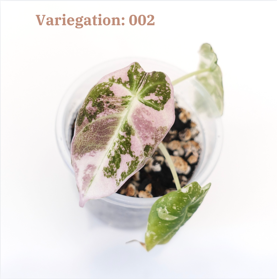 Alocasia Black Velvet Pink Variegated