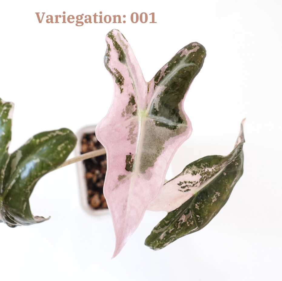 Alocasia Nobilis Pink Variegated K Form