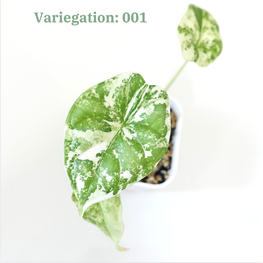 Alocasia Dragon Scale Albo