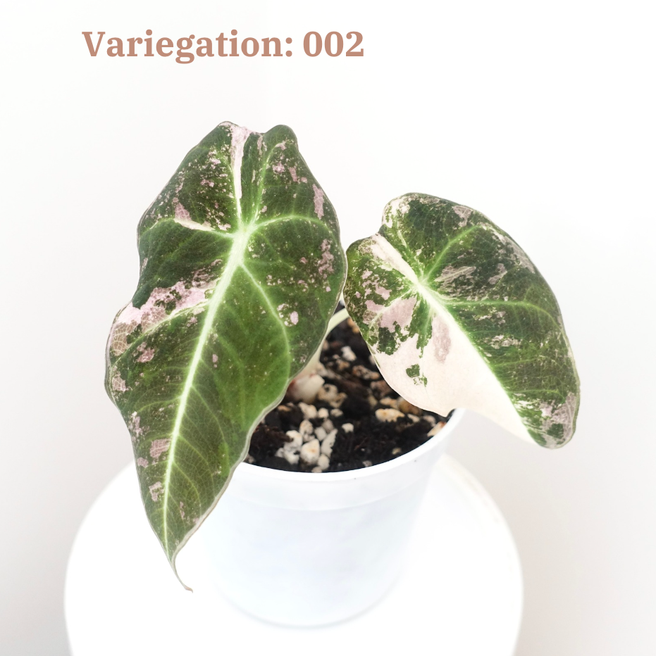 Alocasia Black Velvet Pink Variegated