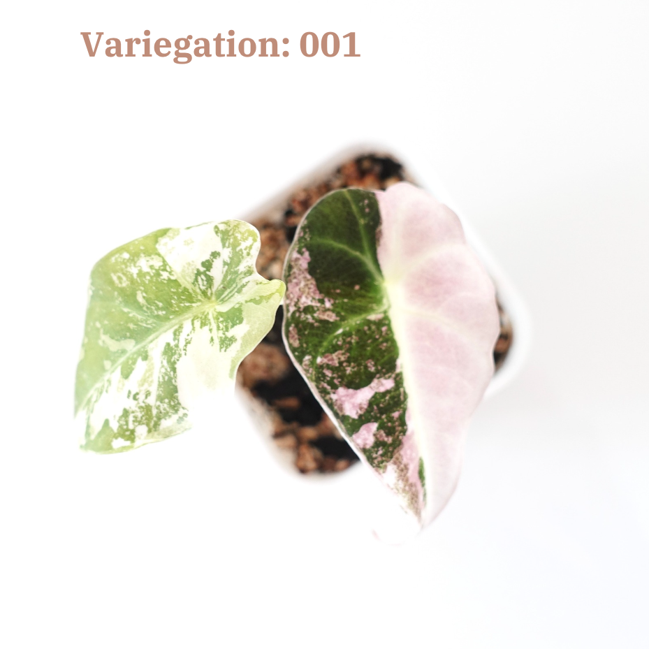 Alocasia Black Velvet Pink Variegated